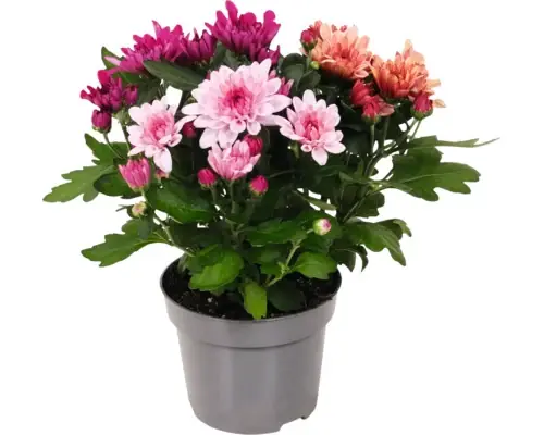 Crizantema Floraself Chrysantemum Indicum Ghiveci Ø 20 Cm - Premium