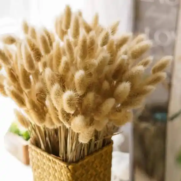 iarba decorativa de pampas 100 buc | Se vinde rapid